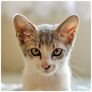 Real Cat Sounds Real Cat Sounds