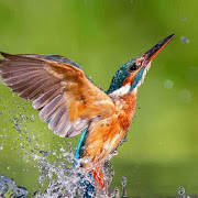 Kingfisher Bird Wallpaper Kingfisher Bird Wallpaper