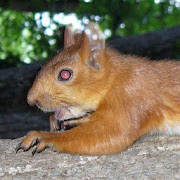 Squirrel Puzzles. Squirrel Puzzles.