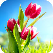 Tulip Wallpaper HD