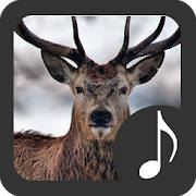 Deer Sounds