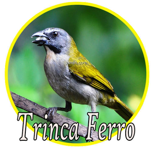 【图】Canto Trinca Ferros De Torneio(截图1)