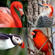 Bird World – Quiz about Famous Birds of the Earth