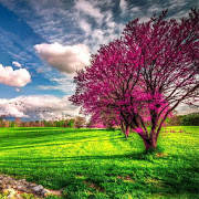 Spring Wallpapers