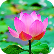 Lotus Flower Live Wallpaper (Backgrounds) Lotus Flower Live Wallpaper (Backgrounds)