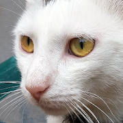 Cat Sounds – Meow Noises