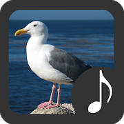 Seagull Sounds