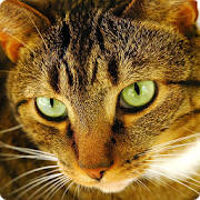 Cat Puzzles