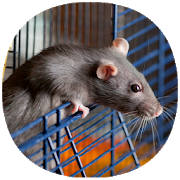 How to Take Care of a Pet Rat (Guide) How to Take Care of a Pet Rat (Guide)