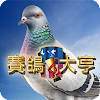 賽鴿大亨